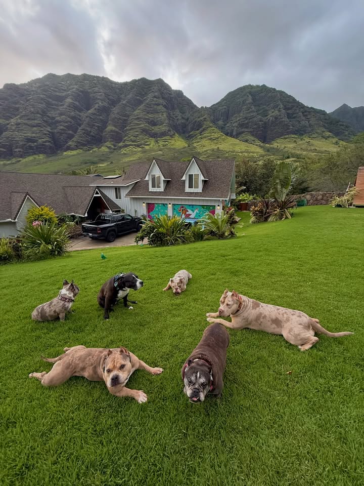 May be an image of Norwich terrier, Afghan hound, Bedlington terrier and text