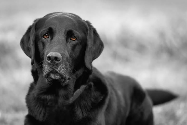 May be a black-and-white image of dog and text