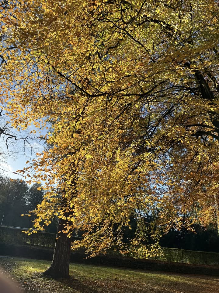 May be an image of tree and text