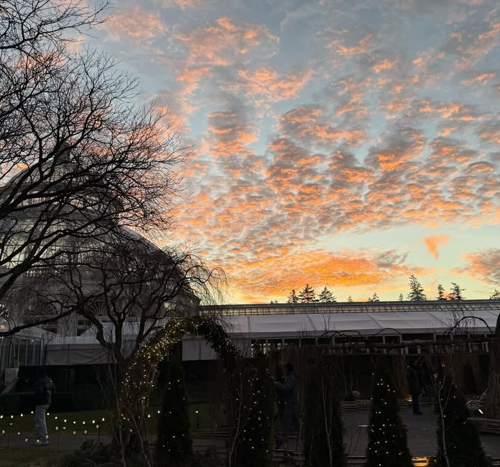 May be an image of twilight, tree, sky and text