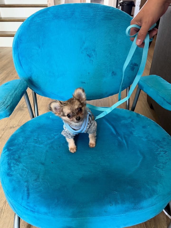 May be an image of chihuahua, kitten and text