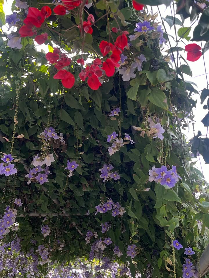 May be an image of morning glory and text