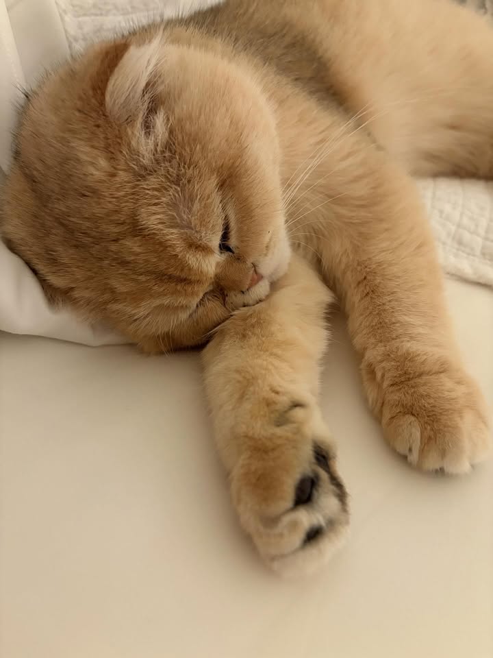 May be an image of sleeping, Abyssinian cat, kitten and text