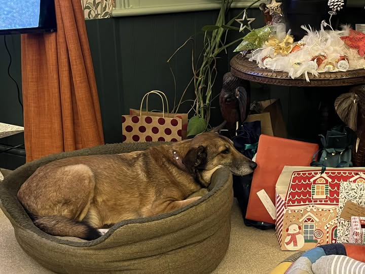 May be an image of collie and text