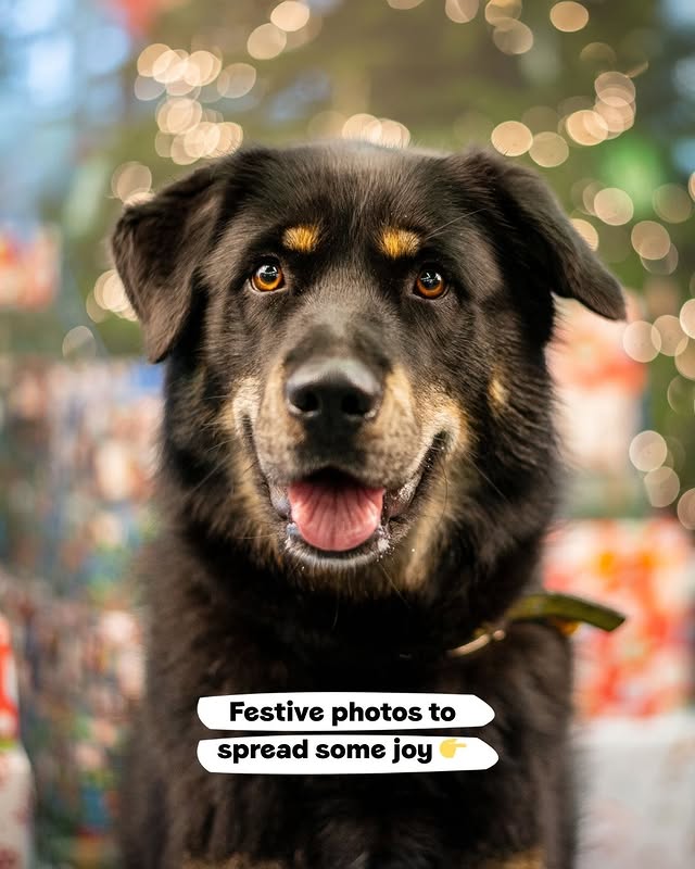 Image 1: A black and tan dog sits in front of a Christmas tree with a happy expression. Text reads: "Festive photos to spread some joy"