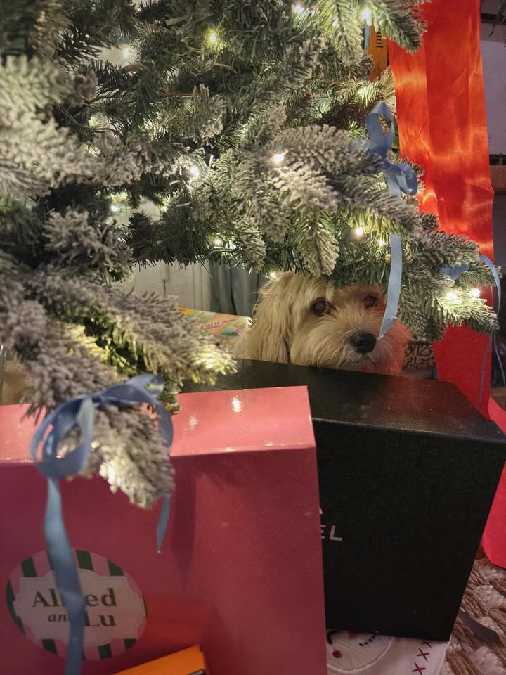 May be an image of Norwich terrier, Bedlington terrier, Maltese, christmas tree and text