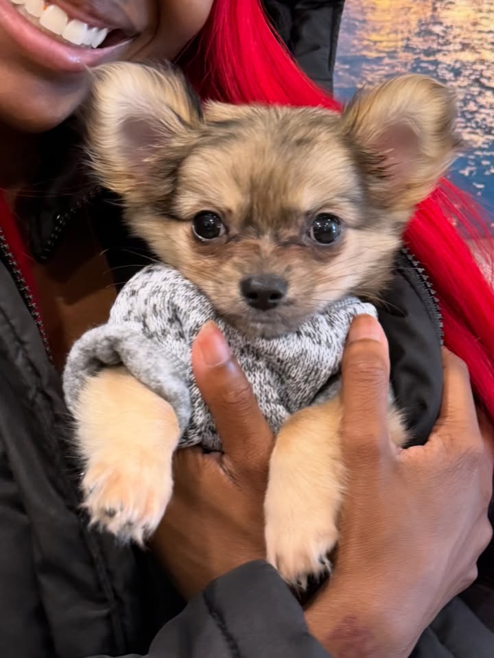 May be an image of chihuahua, Pekinese, fur and text