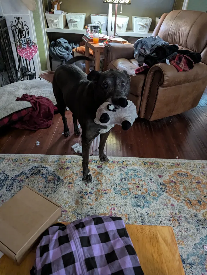 May be an image of mastiff and text