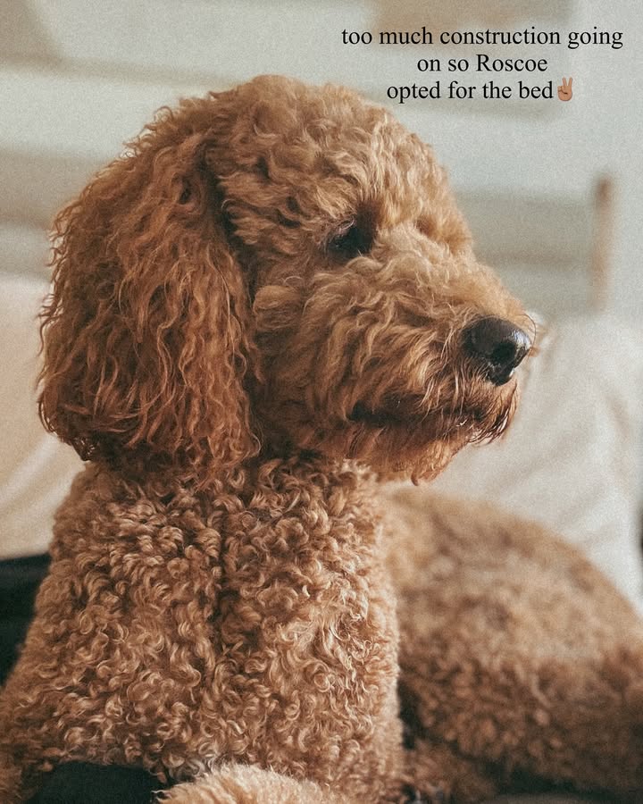 May be an image of Bedlington terrier and golden retriever