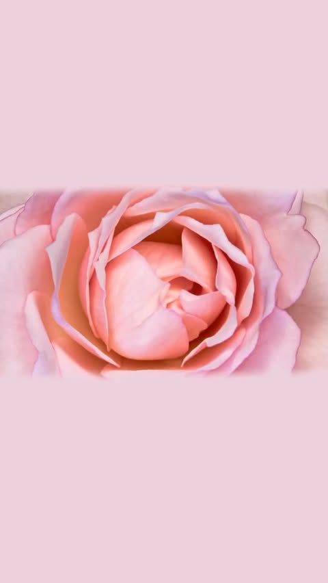 A rose blooms. A pen draws a rose, with beautiful petals and gemstone spots. Suddenly, gemstones in all shades of pink show on the screen and fill the rose. The rose finally becomes a Le Vian necklace on the neck of a beautiful model wearing pink.