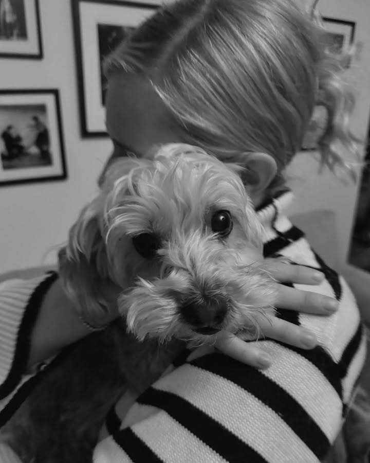 May be a black-and-white image of Maltese and Norwich terrier