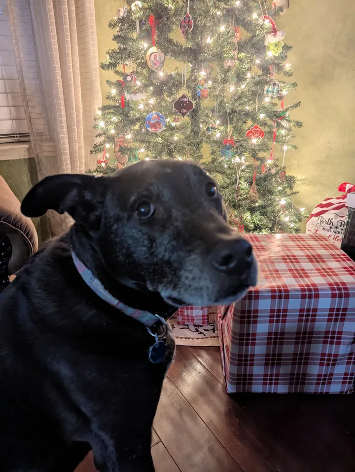 May be an image of collie, christmas tree, tinsel and text