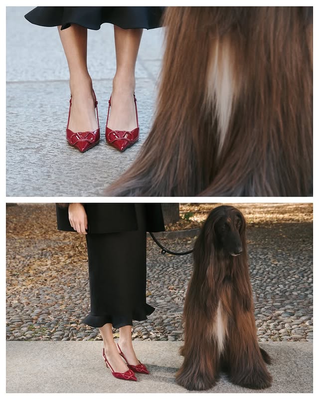 May be an image of Afghan hound, fur, slingback shoes and text