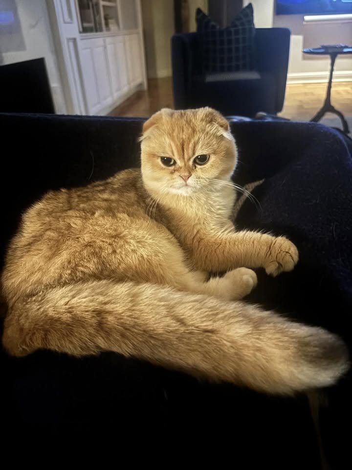 May be an image of ragdoll cat, Abyssinian cat, kitten, Persian cat, fur and text