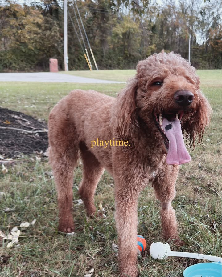 May be an image of golden retriever, frisbee and ball