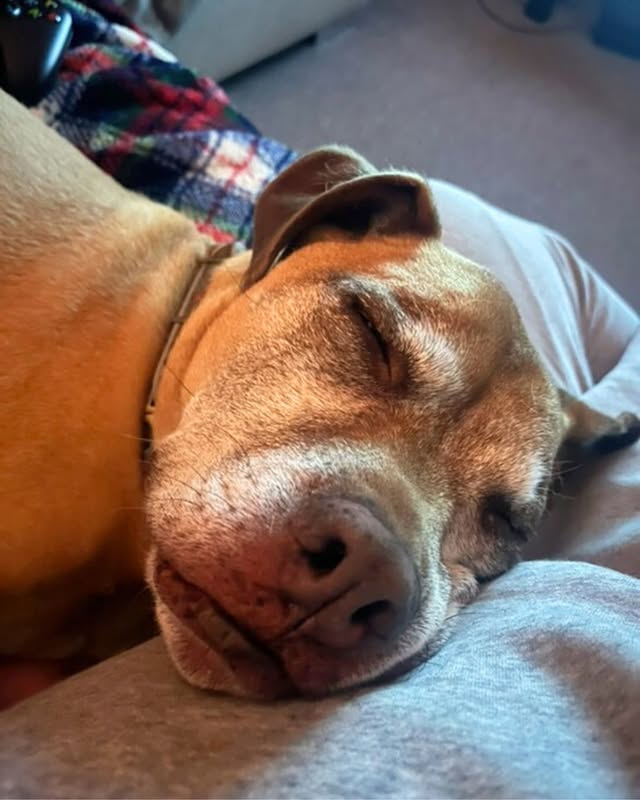 May be an image of mastiff and text