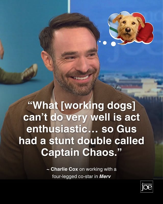 May be a meme of dog and text that says '"What [working dogs] can't do very well is act enthusiastic... so Gus had a stunt double called Captain Chaos." ~Charlie Cox on working with a four-legged co-star in Merv joe'