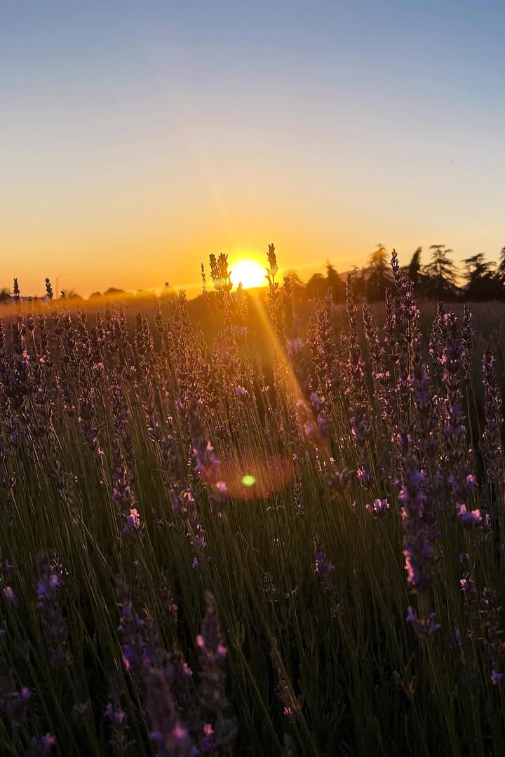 No photo description available.