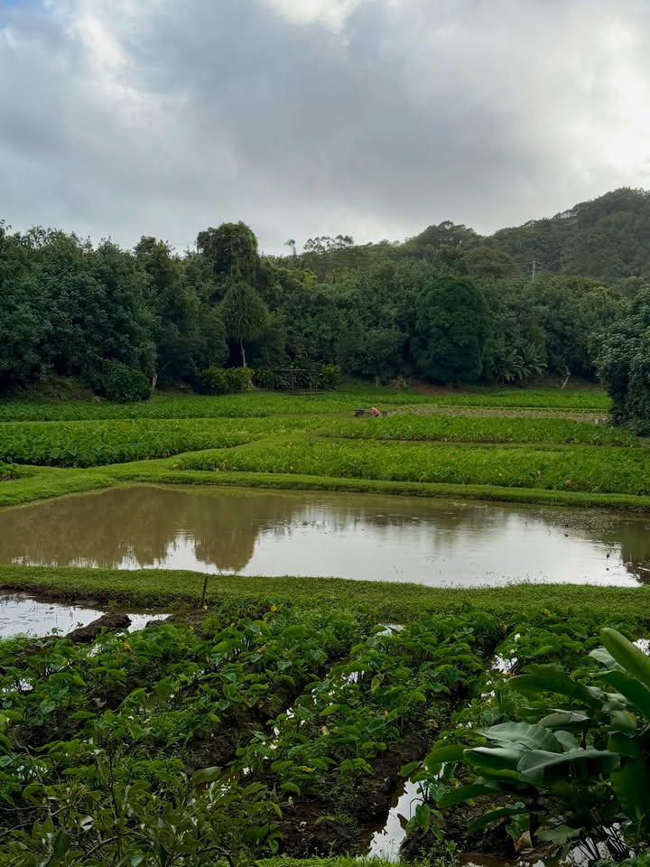 May be an image of water hyacinth and text