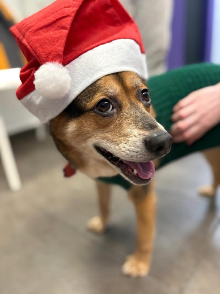 May be an image of collie and text