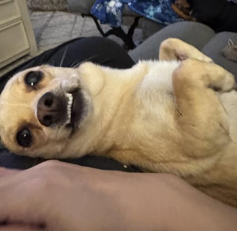 May be an image of chihuahua and text