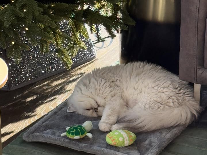 May be an image of sleeping, turtle, ragdoll cat, tortoise, kitten, Persian cat and text