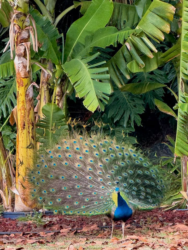 May be an image of bird and text