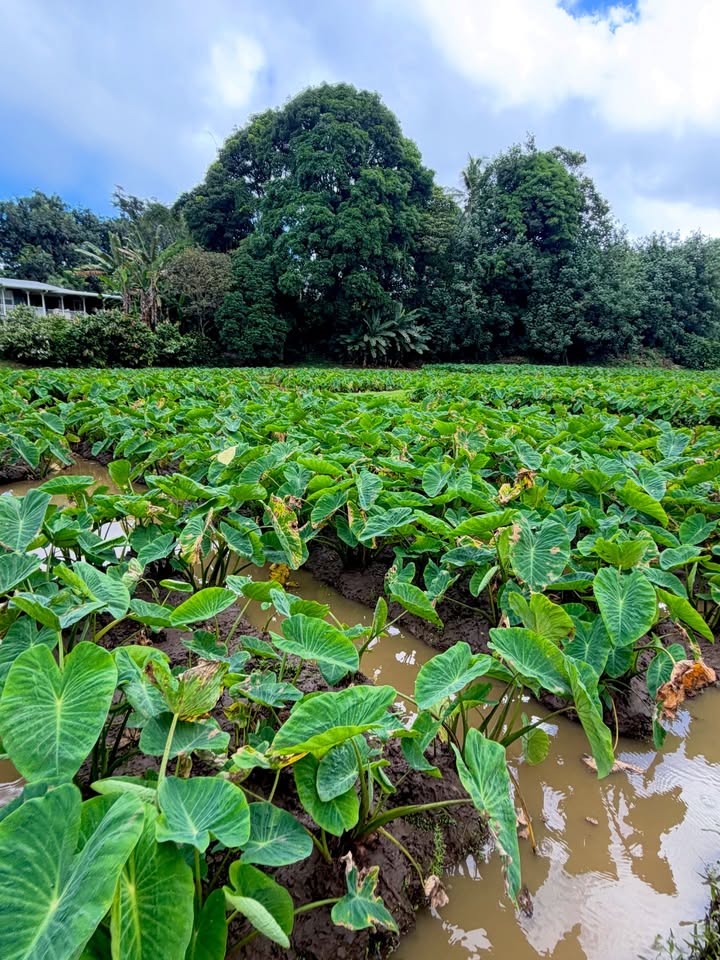 May be an image of collard greens, water hyacinth and text