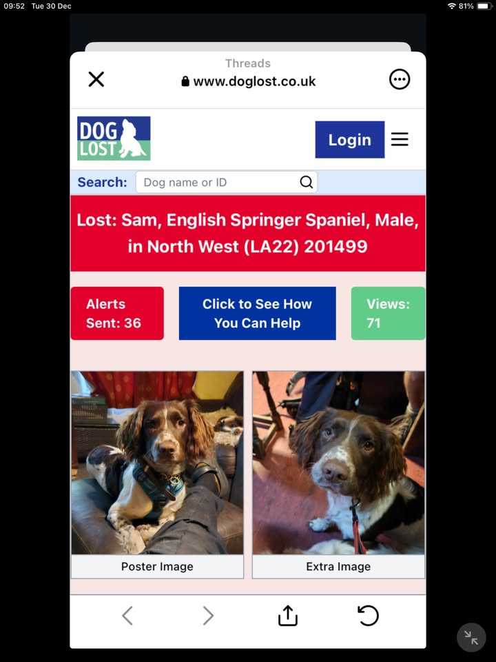 May be a Twitter screenshot of cocker spaniel and text that says '09:52Tue30Dec 09: 09:52 :52 Tue ue 30 Dec ና 81% Threads www.doglost.co.uk DOG LOST Search: Login Dog name or ID Lost: Sam, English Springer Spaniel, Male, in North West (LA22) 201499 Alerts Sent: 36 Click to See How You Can Help Views: 71 Poster PosterImage Image Extra Image'