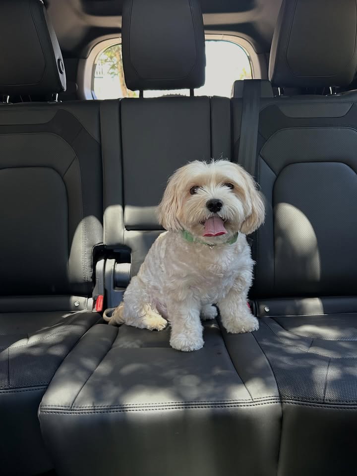 May be an image of Maltese, seatbelt and text