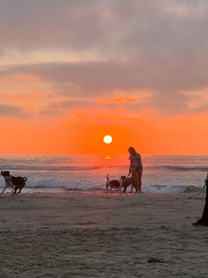 May be an image of beach, ocean, water, coast and text