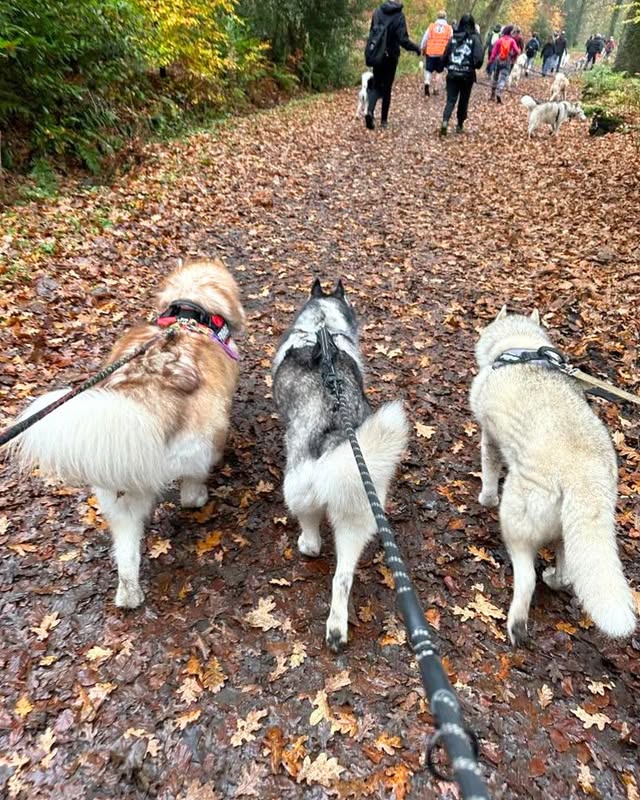 Three large dogs walk side by side in a woodland area.