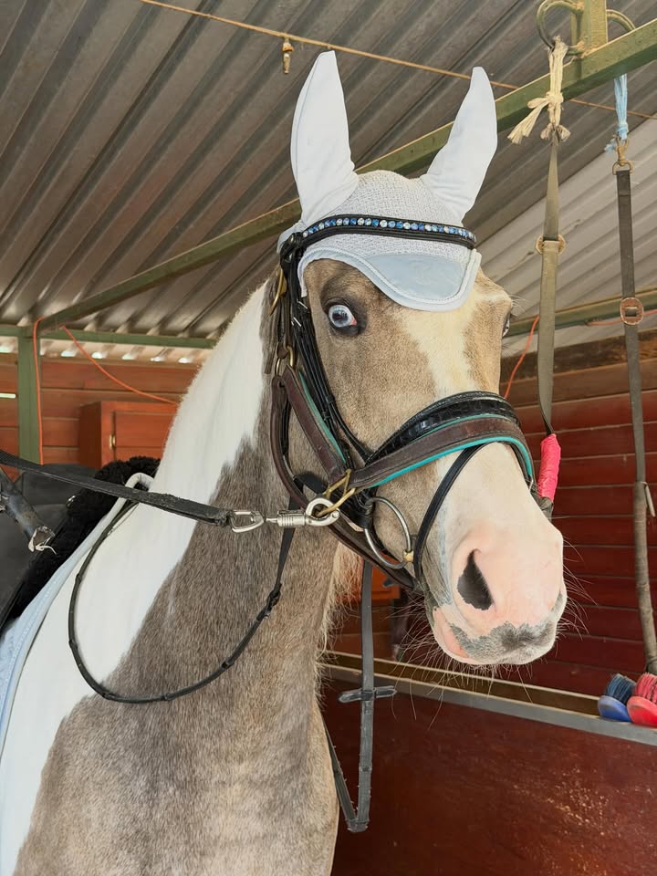 May be an image of horse, pony and text