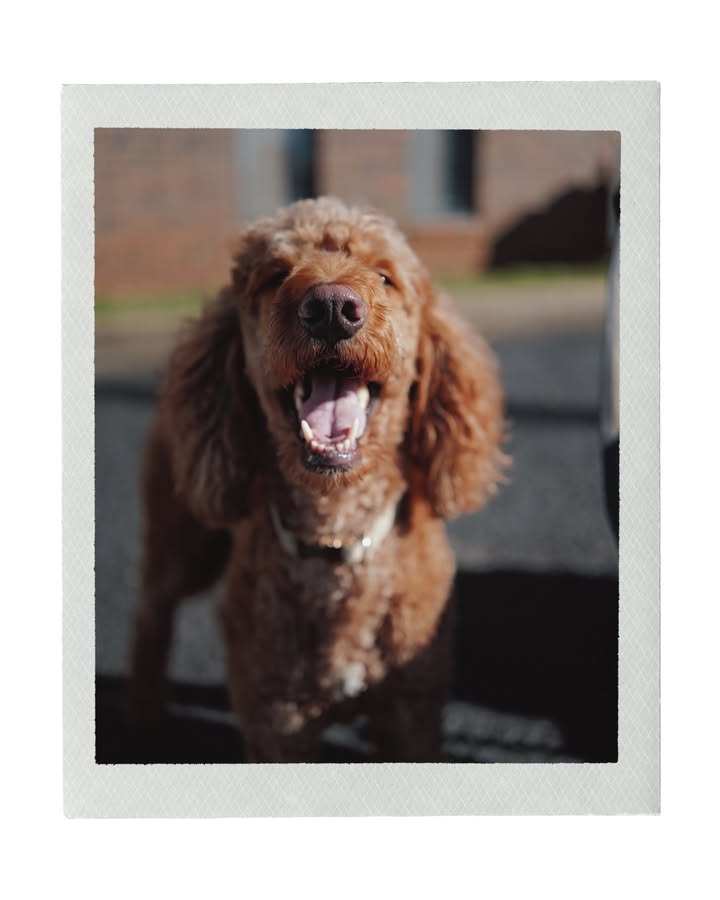 May be an image of cocker spaniel, golden retriever, Afghan hound, polaroid and text