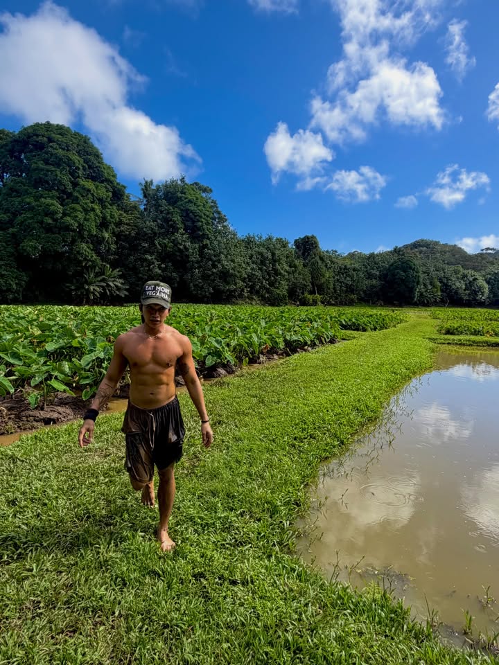 May be an image of water hyacinth and text