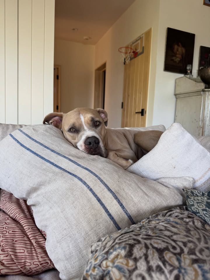 May be an image of mastiff, beanbag chair and text