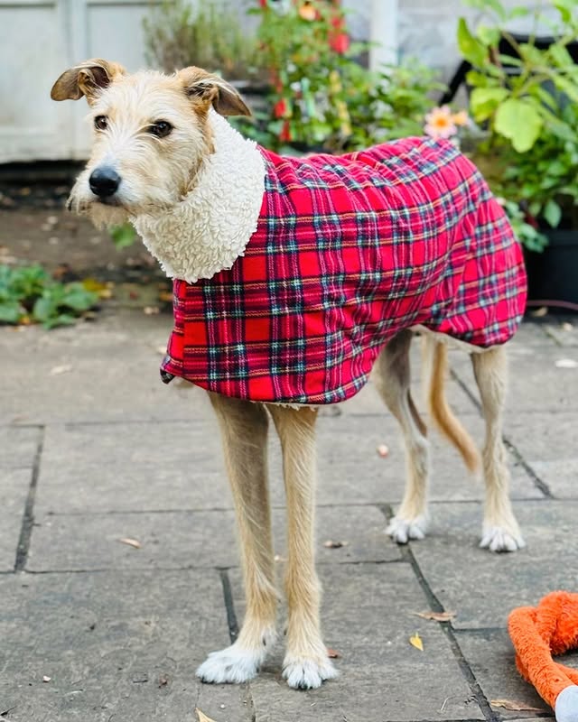 A large dog wearing a coat looks into the distance.