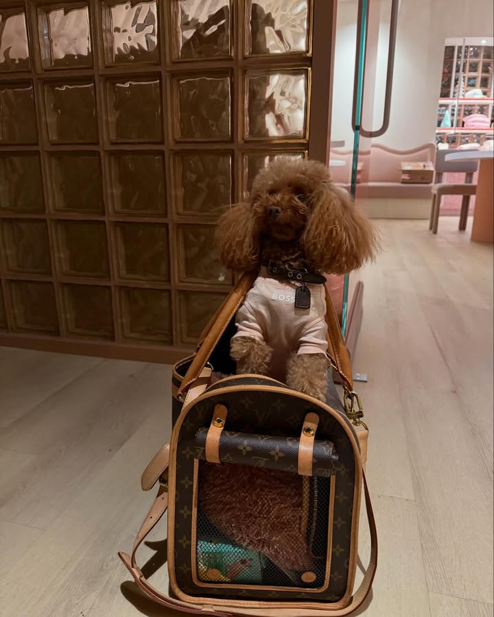 May be an image of sling, briefcase and text