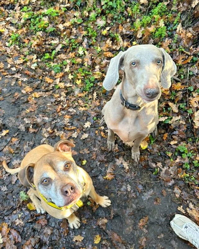 May be an image of dog and text