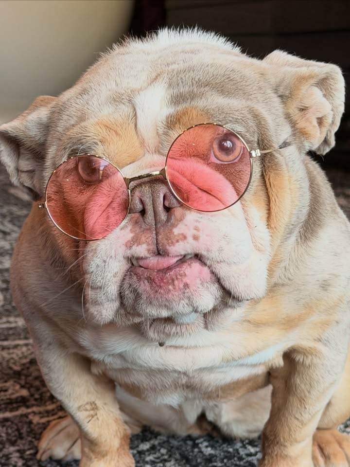 May be an image of dog, glasses and text