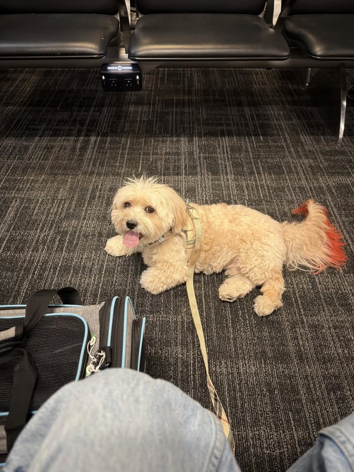 May be an image of text