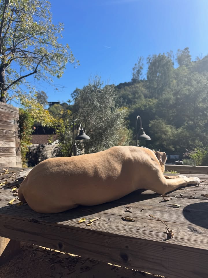 May be an image of bull terrier, mastiff and text