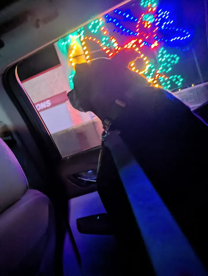 May be an image of mastiff and text