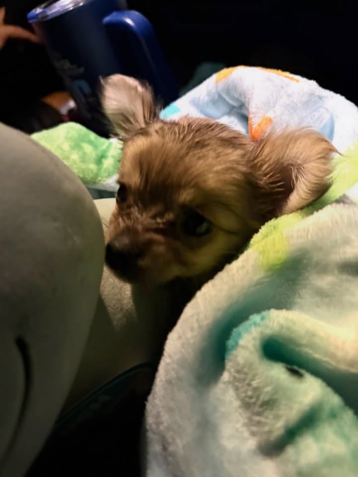 May be an image of chihuahua, blanket and text